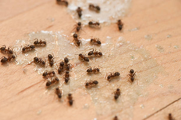 Best Exterminator Services  in Orleans, IN